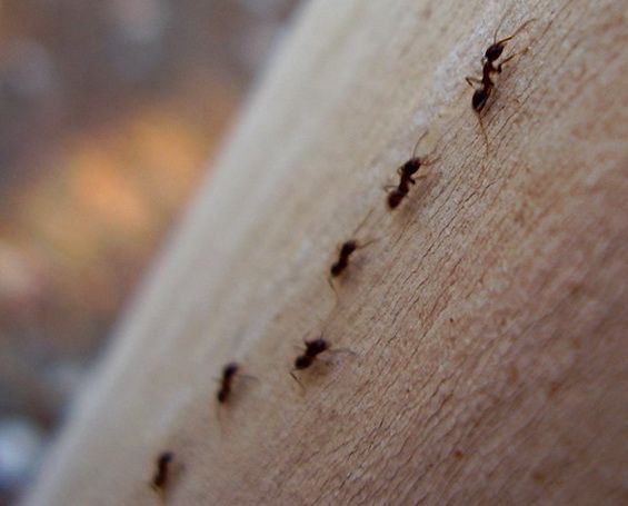 Comment se débarasser des fourmis de maison