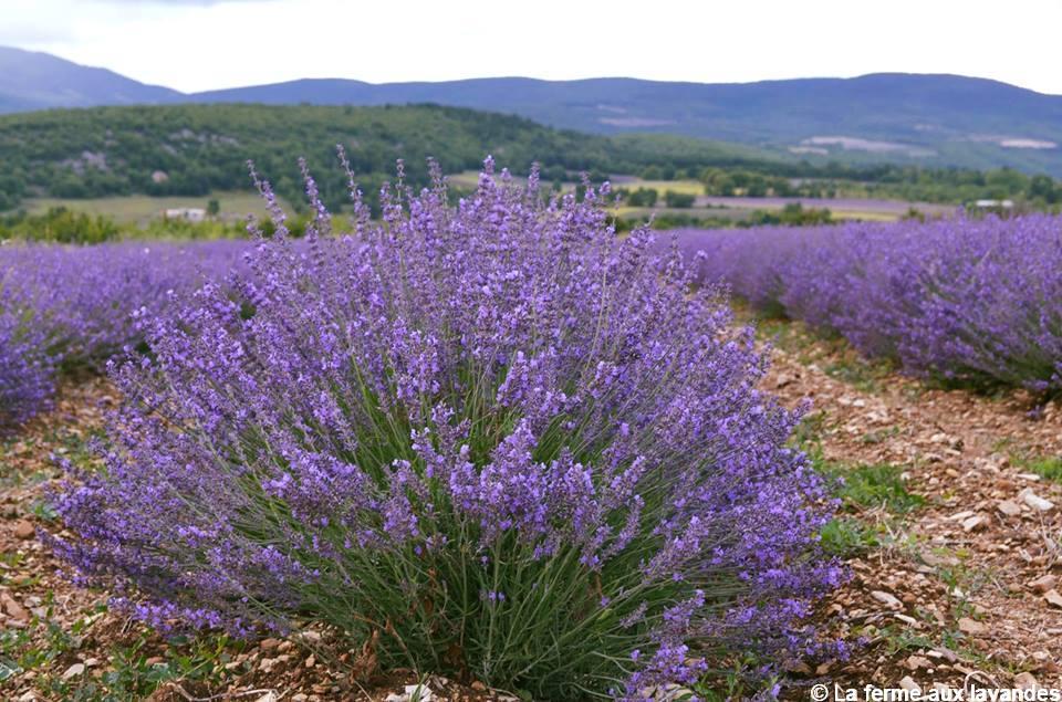 La lavande, le parfum naturel de la Provence