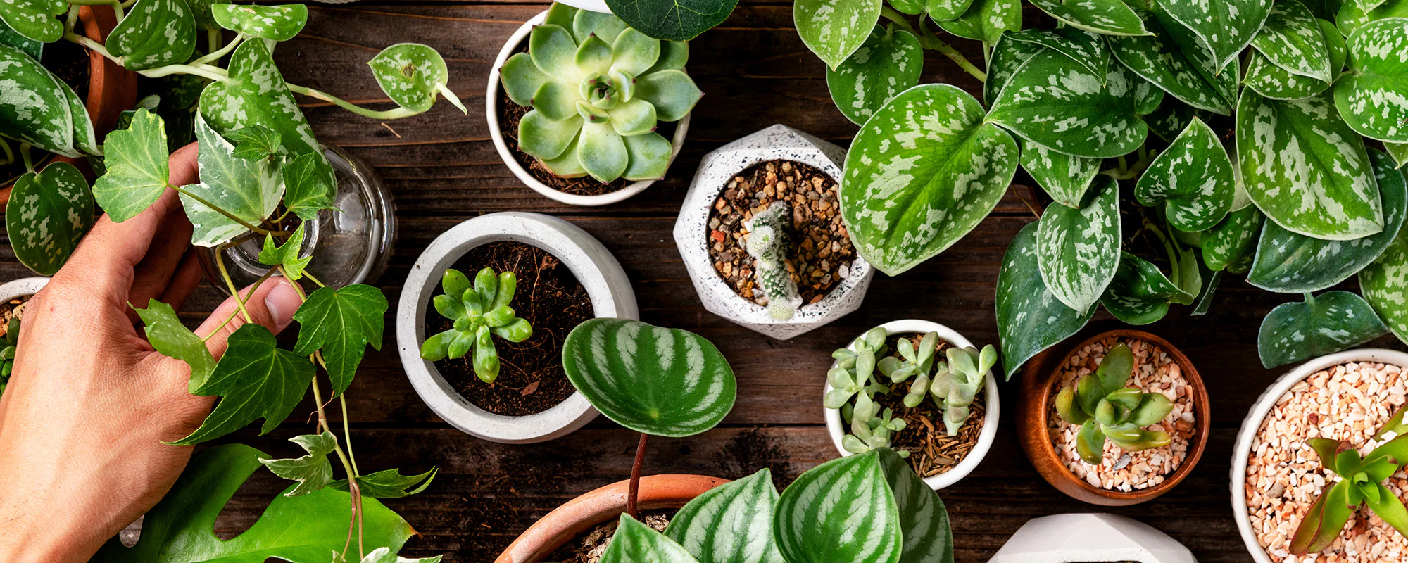 Être à l’écoute de ses plantes